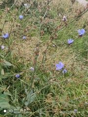 Cichorium intybus