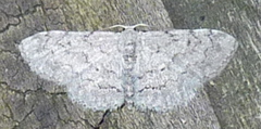 Idaea violacearia