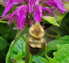 Bombus bimaculatus