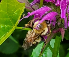 Bombus bimaculatus
