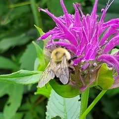 Bombus bimaculatus