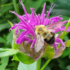 Bombus bimaculatus