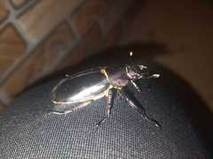 Lucanus