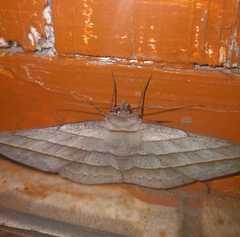 Sarcinodes aequilinearia
