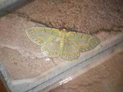 Iotaphora iridicolor