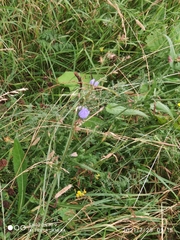 Cichorium intybus