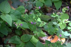 Mirabilis violacea