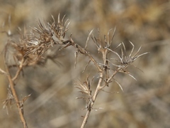 Centromadia pungens laevis