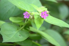 Mirabilis violacea