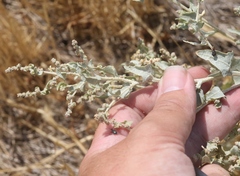 Atriplex argentea