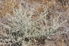 Atriplex argentea