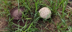 Calvatia lilacina