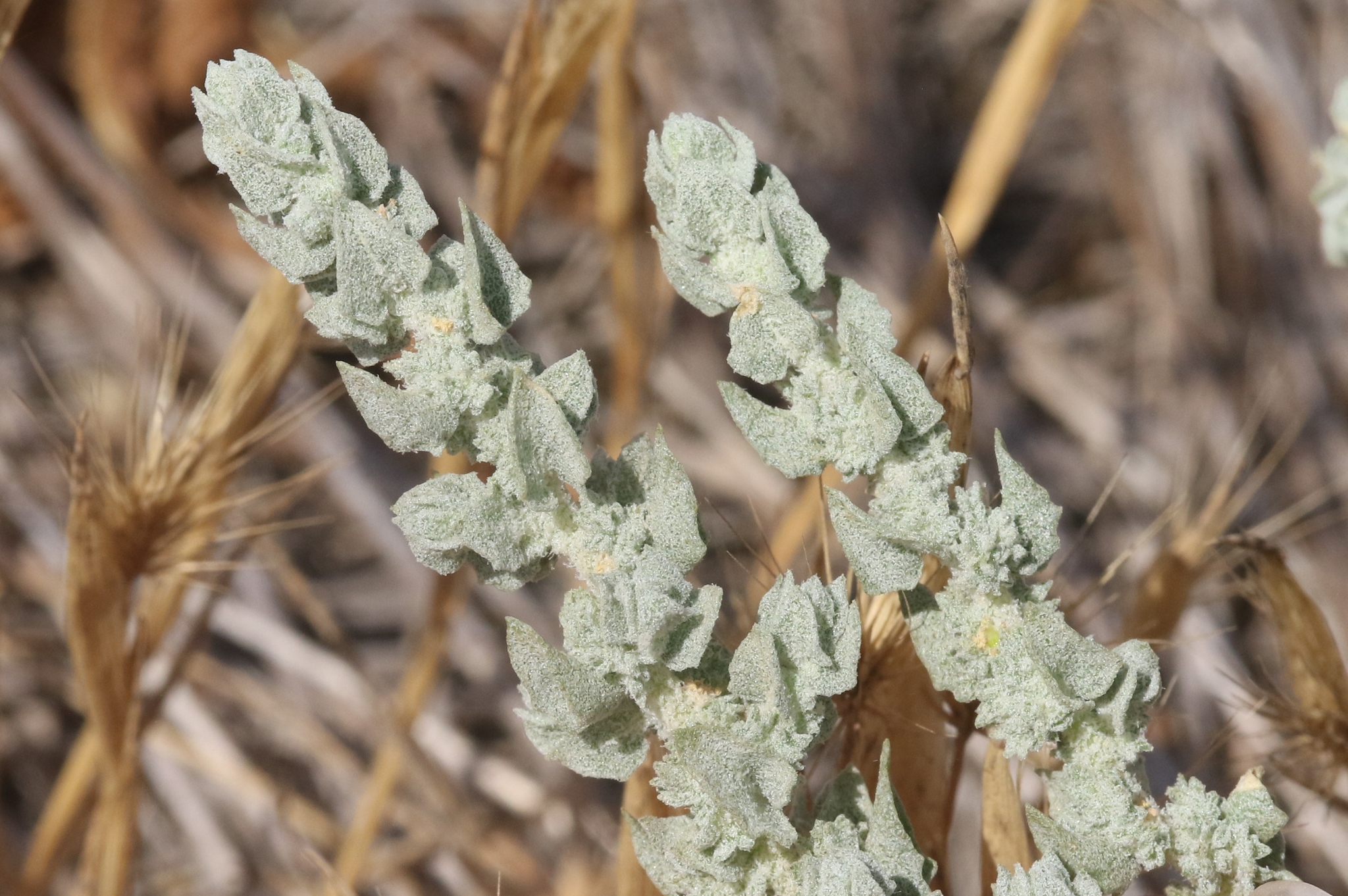 Atriplex coronata