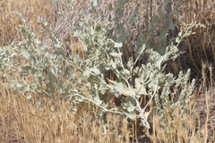 Atriplex argentea