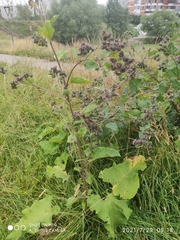 Arctium tomentosum