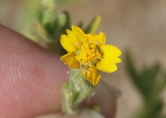 Deinandra mohavensis