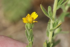 Deinandra mohavensis