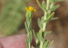 Deinandra mohavensis