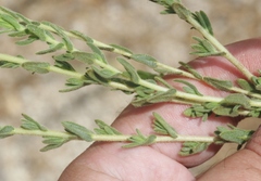 Deinandra mohavensis