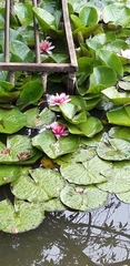 Nymphaea × marliacea