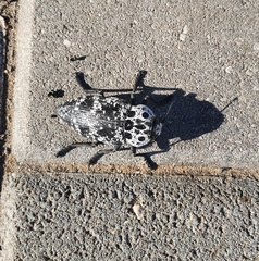 Capnodis cariosa