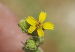 Deinandra mohavensis