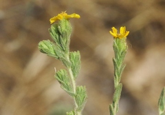 Deinandra mohavensis