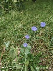 Cichorium intybus