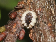 Eriococcus spurius