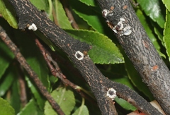 Eriococcus spurius