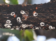 Eriococcus spurius
