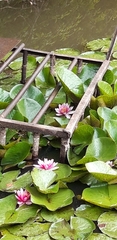 Nymphaea × marliacea