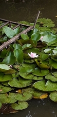 Nymphaea × marliacea