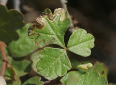 Stigmella prunifoliella