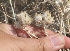 Tetradymia comosa