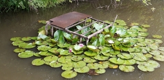 Nymphaea × marliacea