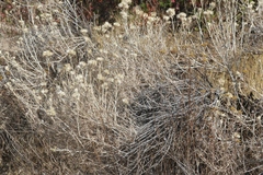 Tetradymia comosa