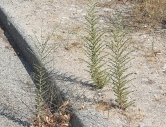 Deinandra mohavensis