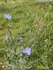 Cichorium intybus