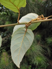 Actinidia latifolia