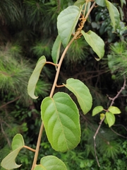 Actinidia latifolia