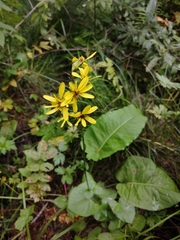 Ligularia sibirica
