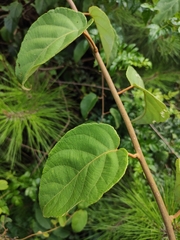 Actinidia latifolia