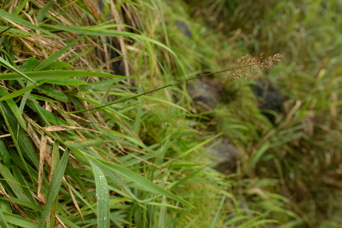 Arundinella taiwanica · iNaturalist