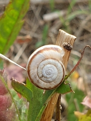 Xerolenta obvia