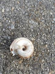 Xerolenta obvia