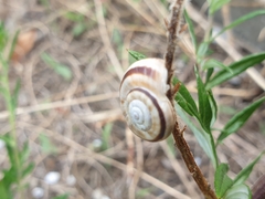 Xerolenta obvia