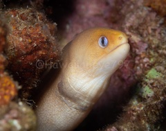 Gymnothorax melatremus