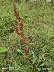 Rumex