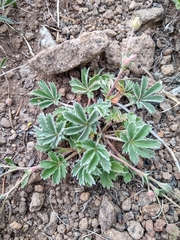 Potentilla concinna
